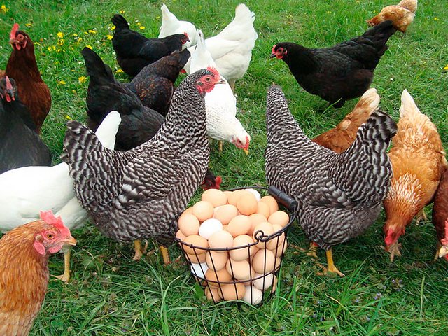 Содержание кур и уход за ними | ЗооТом - продажа, вязка и услуги для животных в Дзержинском