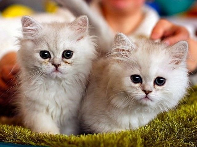 Породы кошек в Дзержинском | ЗооТом портал о животных
