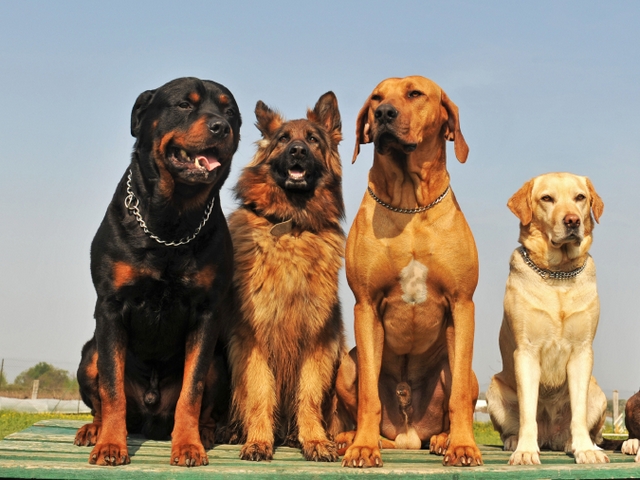 Крупные породы собак в Дзержинском | ЗооТом портал о животных