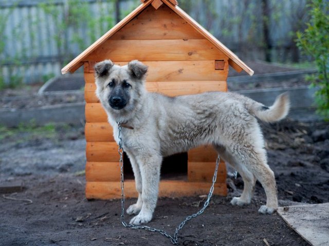 Все о собаках в Дзержинском Все о собаках в Дзержинском